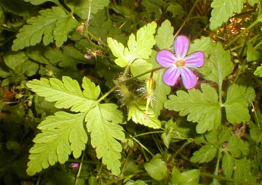 Herb Robert